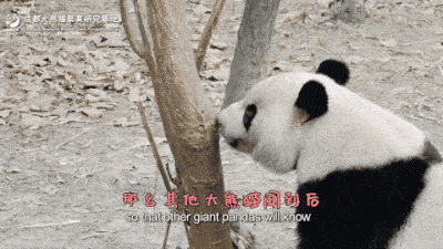 大熊猫在树桩上扭屁股竟然是为了