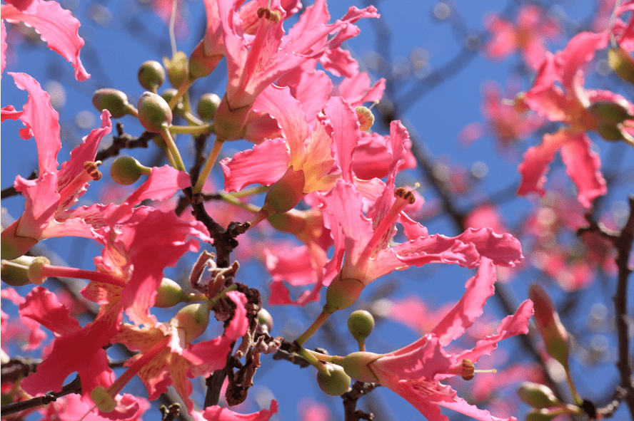 实拍！“美人树”惊艳盛放，江门的街头粉红一片……