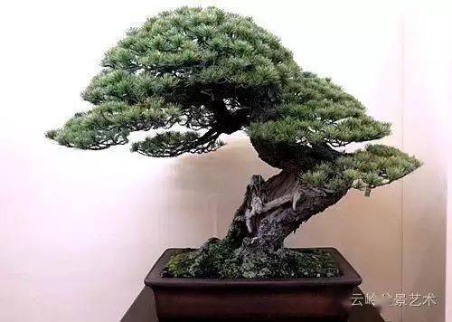 松树 盆景 古诗句