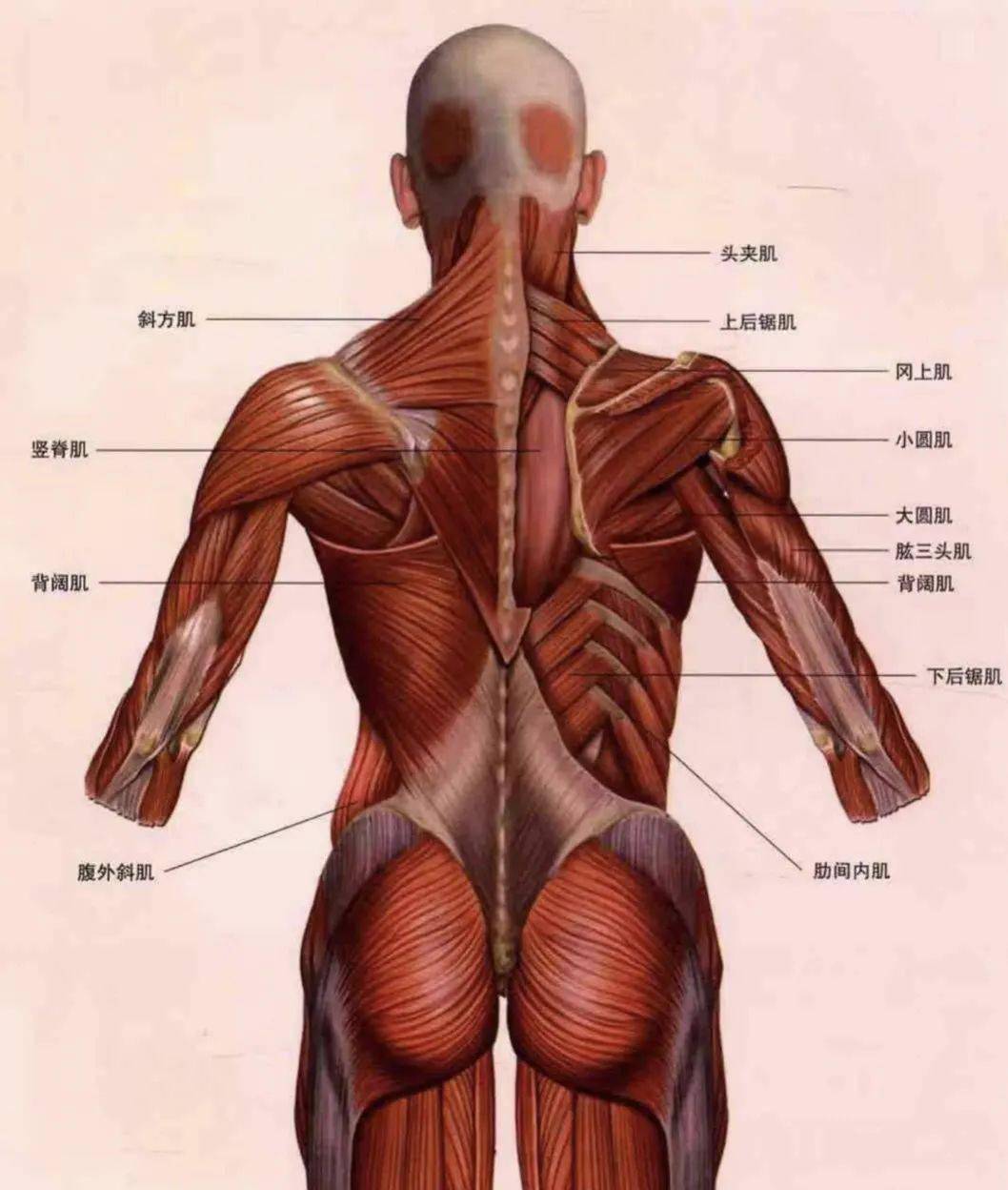 做一些针对背部肌肉的训练