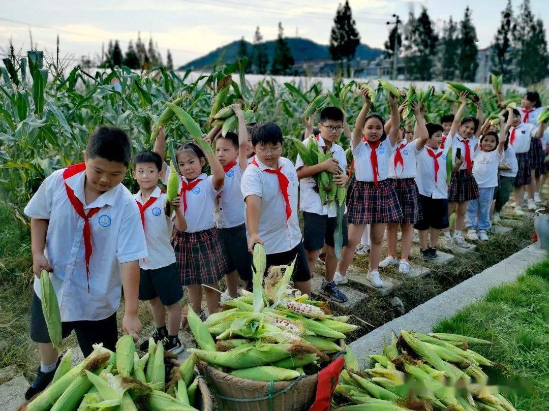 双减进行时永丰镇中心校举办玉米采摘节丰富课后服务课程
