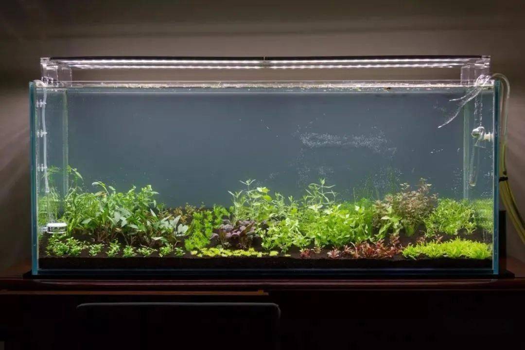 第一次做荷兰景就这么牛 老天爷你也太偏心了 水草 新闻时间