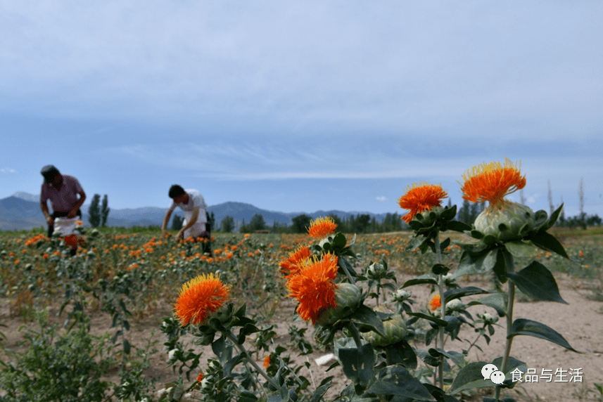 伊犁大地红花盛开