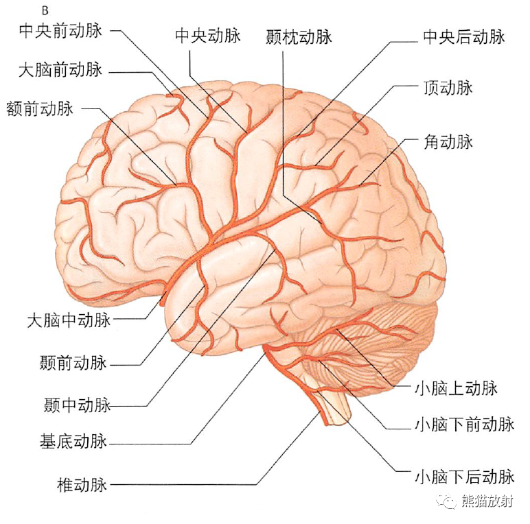 解剖丨脑的血液供应和静脉回流