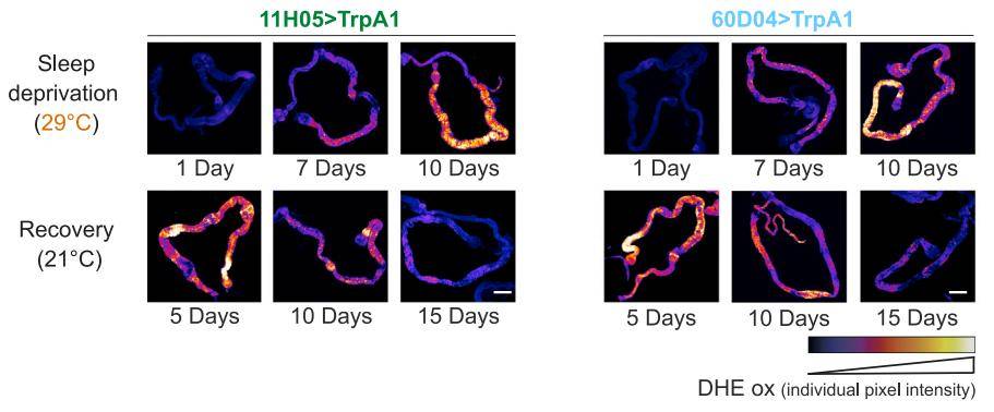 团队|Cell：熬夜致死，原因不在大脑，而在肠道中活性氧的积累