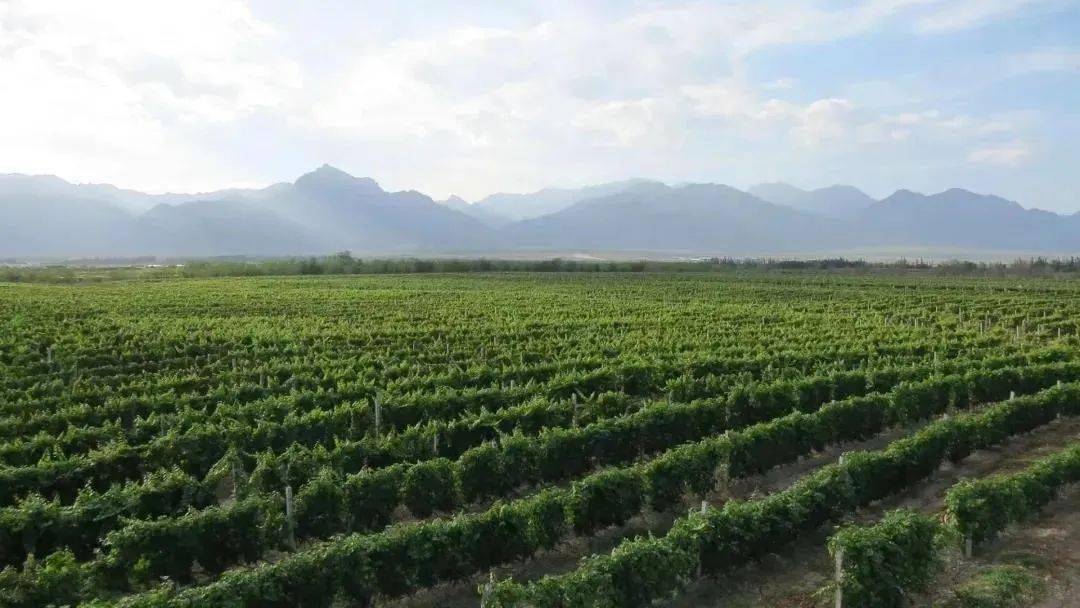 国际|全球瞩目！首届中国（宁夏）国际葡萄酒文化旅游博览会在银川开幕