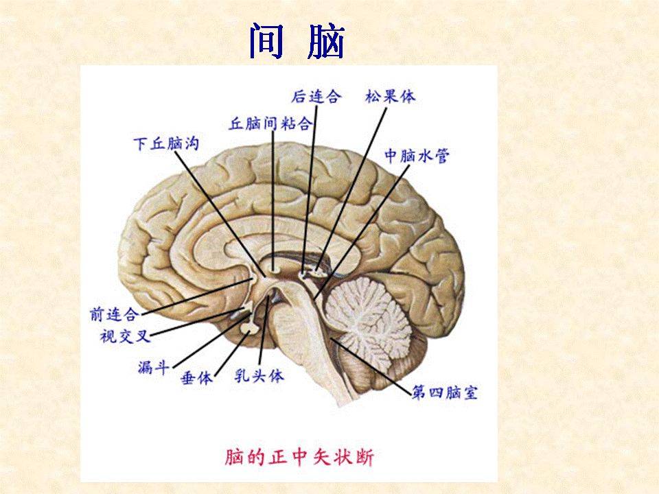 中樞神經系統解剖腦幹小腦及間腦