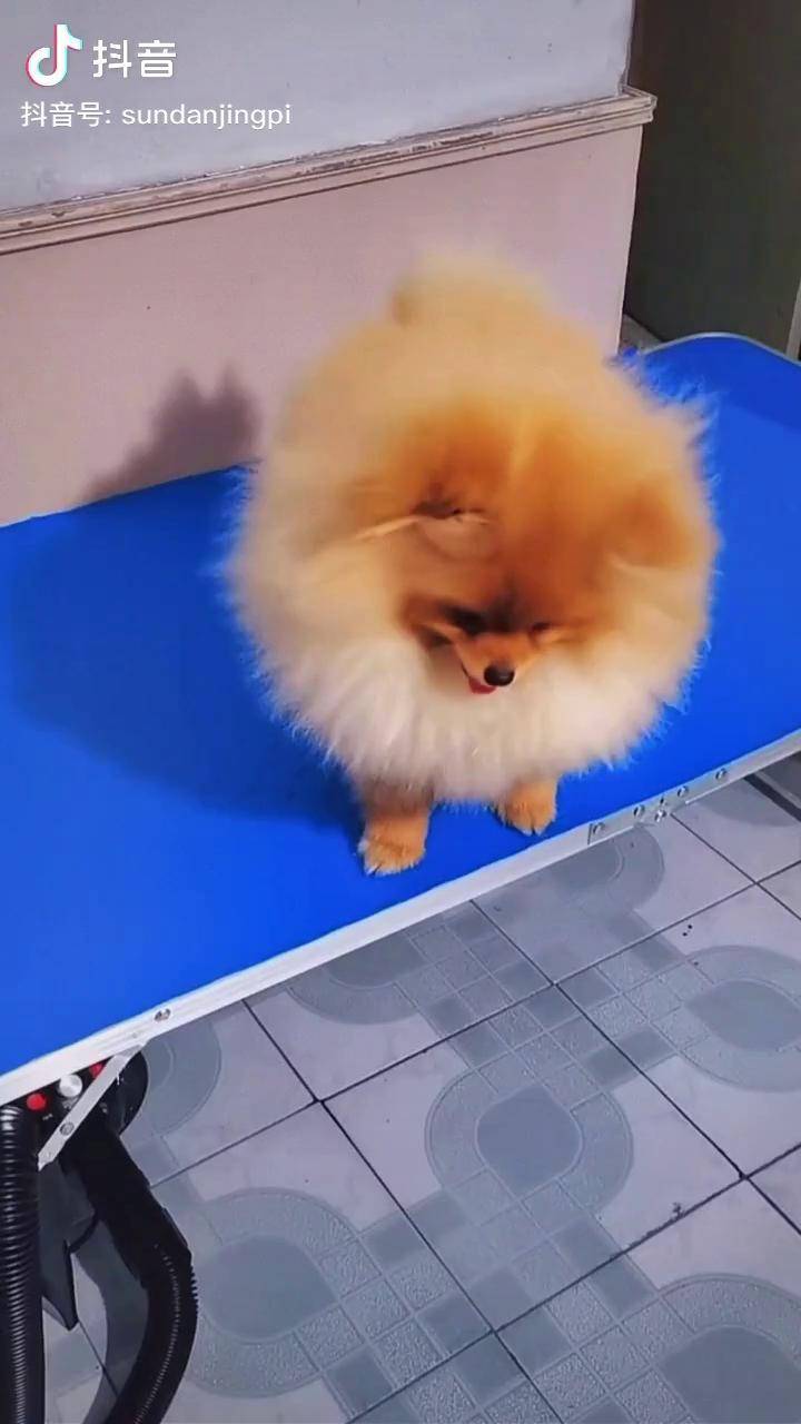 生意吆喝大赛黄色博美俊介可爱宝宝萌宠