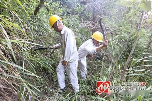 除障碍 保线路 确保国庆安全用电 在10kv英明山#1#2线13号杆四周砍青