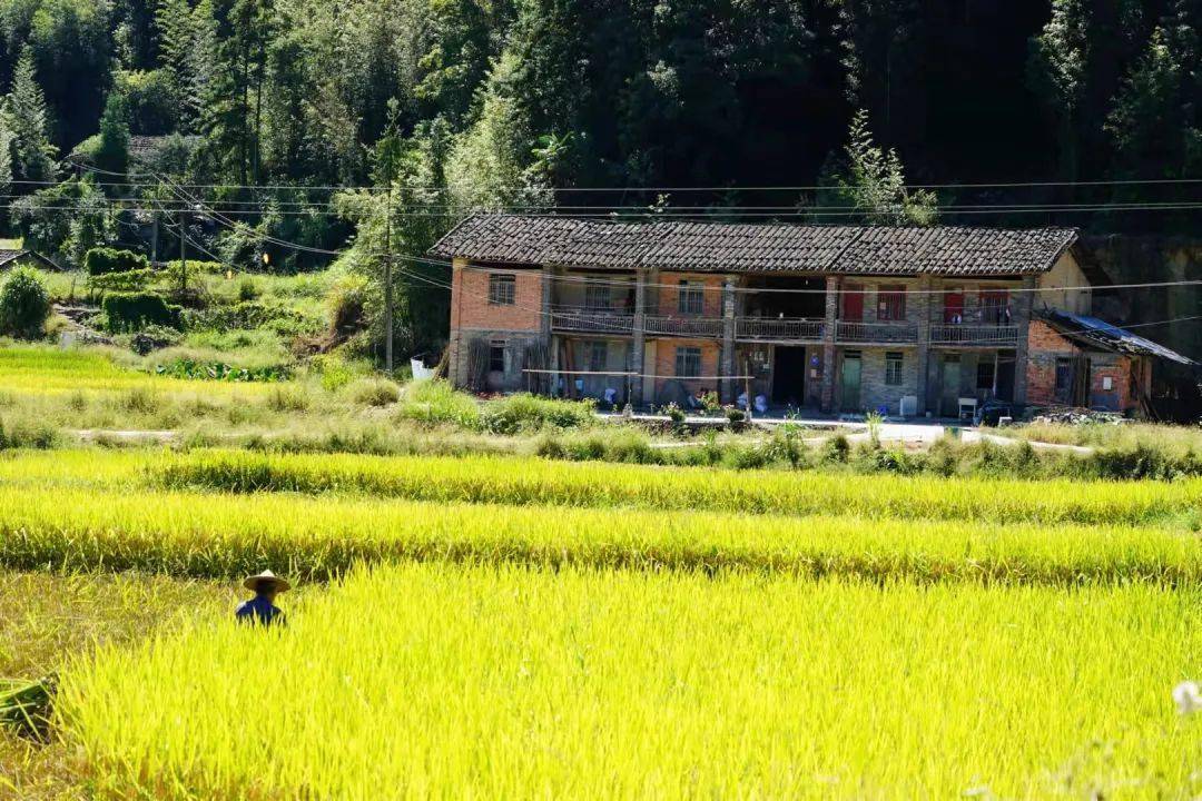 开启首站之旅走进大湖山水田园古厝里找稻幸福