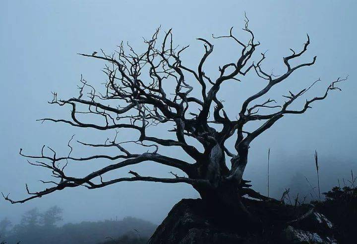 枯树亦风景
