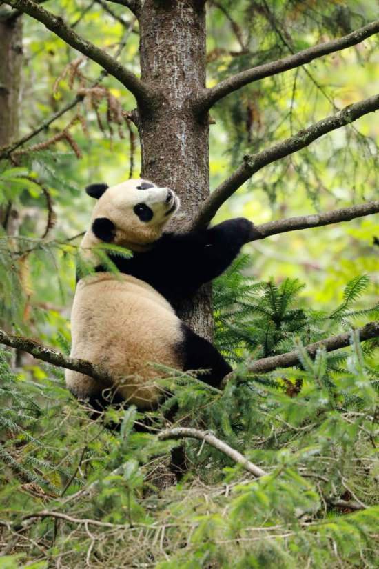 航天大熊猫宝宝正式取名航宝