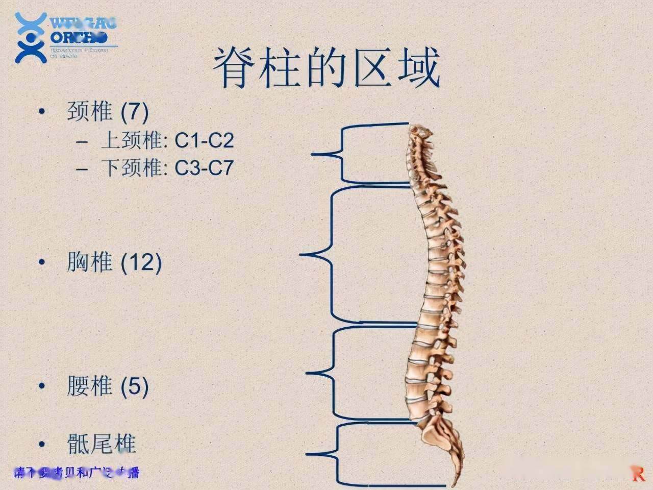 脊柱解剖——精品,收藏