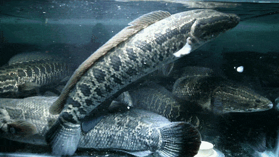 560_315gif 动态图 动图