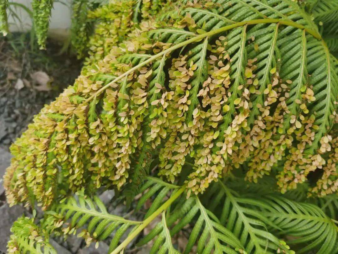 科宝有话说十六能胎生产崽的史前植物