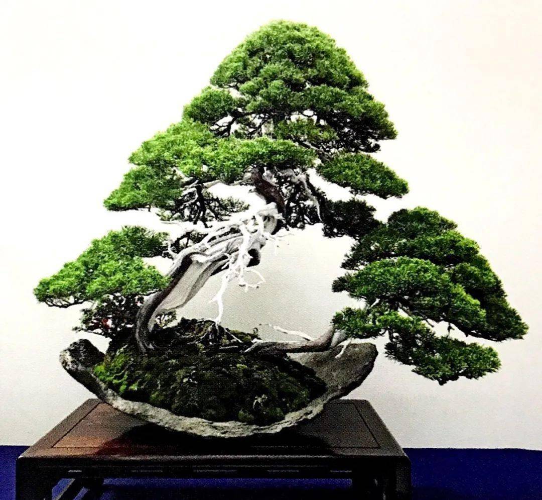 盆景设计比一比即可论高下,谁胜谁负靠"技艺"!_造型