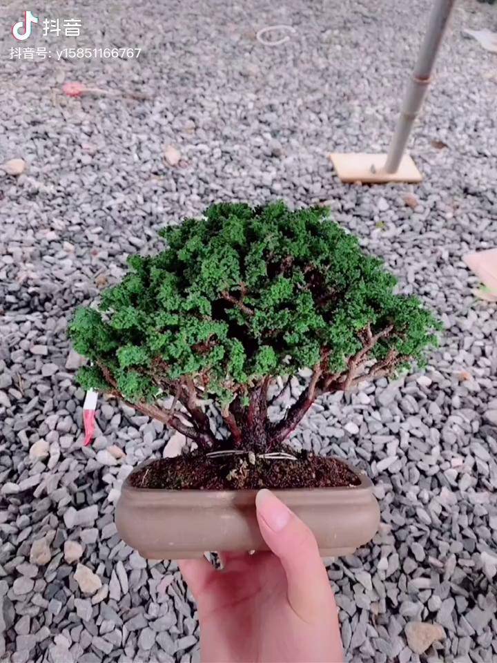 石化桧盆景精品盆景进口盆景