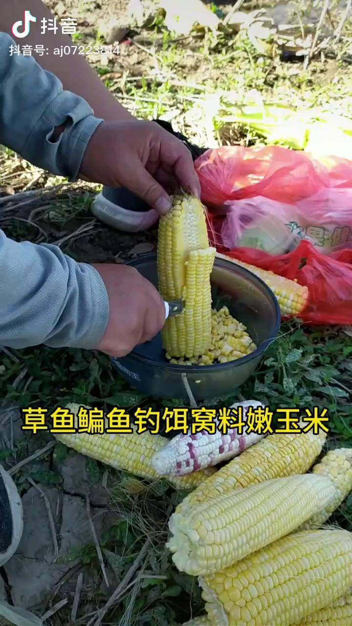 嫩玉米夏季草鱼鳊鱼翘嘴即可打窝也可挂钩垂钓dou来钓鱼钓鱼技巧窝料