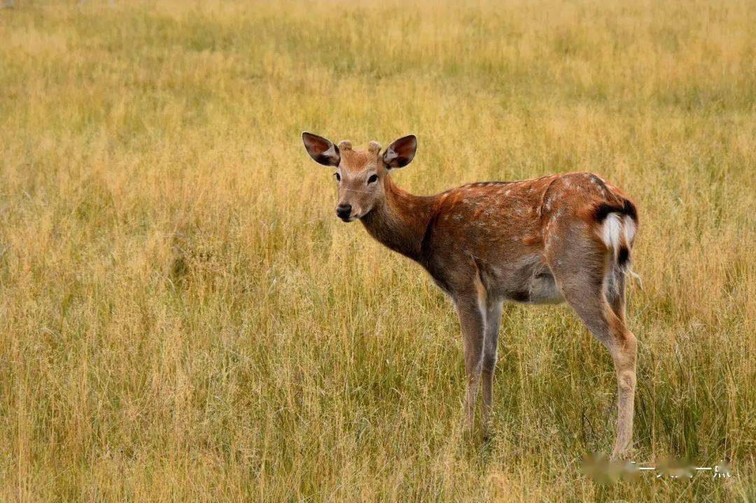 皇家鹿苑的梅花鹿