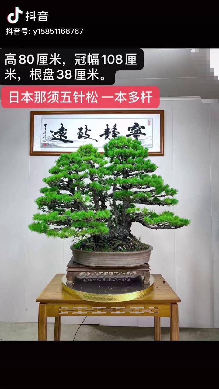 一本多杆大根盘树形饱满盆景精品盆景进口盆景盆景艺术那须