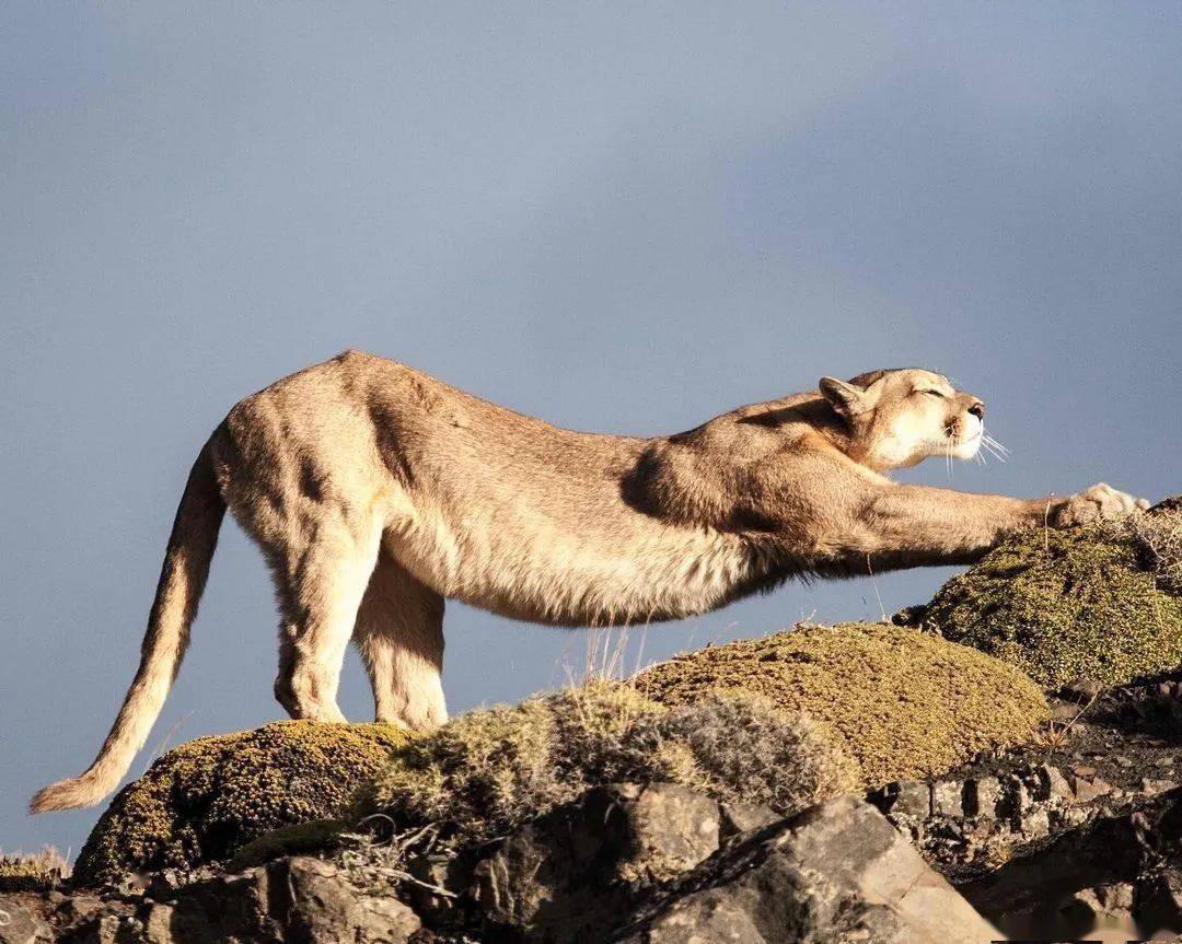 智利大猫美洲狮正在等待你的召唤