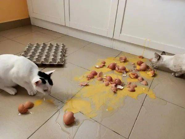 猫把一整盒鸡蛋弄碎,看到这一幕要怎么惩罚?