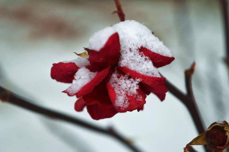 华章|初雪（诗歌)