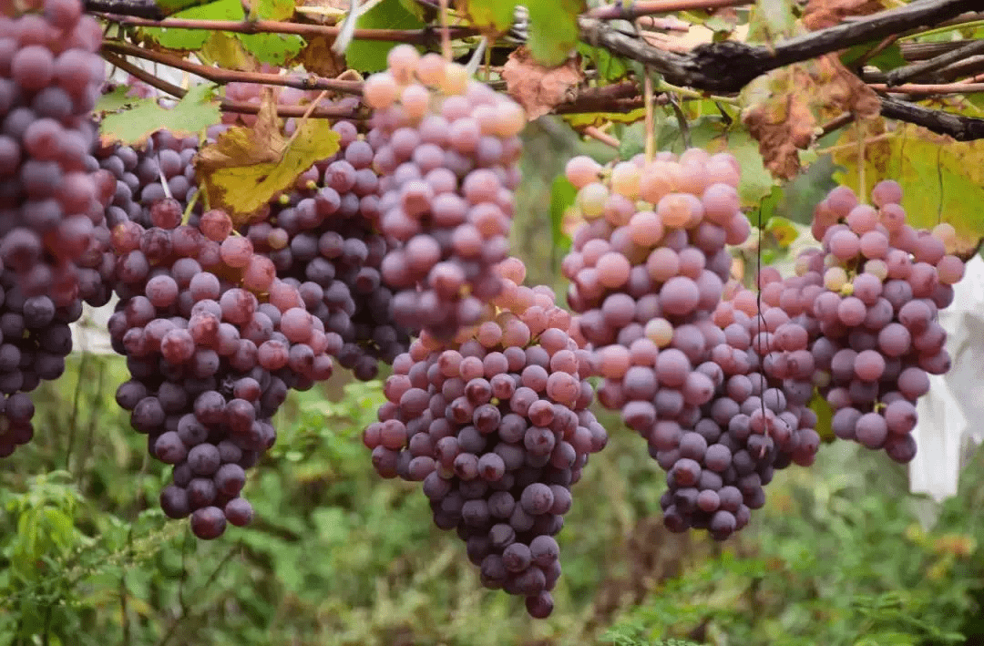 走,到清徐摘葡萄去