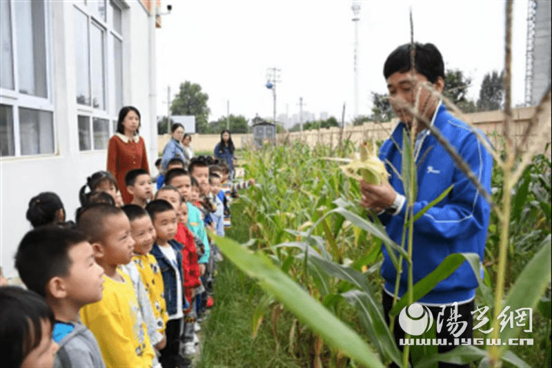 活动|灞桥区第八幼儿园户外掰玉米体验活动