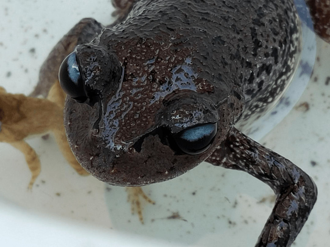 峨眉髭蟾(leptobrachium boringii)属于角蟾科髭蟾属两栖动物,眼睛