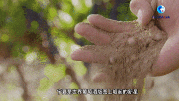 中法|全球连线｜中法友谊在葡萄酒香中愈加醇厚