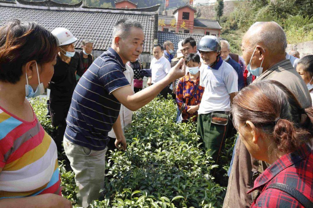 培训会上,全国茶业科技先进工作者,高级农艺师,县茶叶局副局长邬运辉