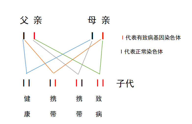 (父母双方都为携带者,遗传图解)