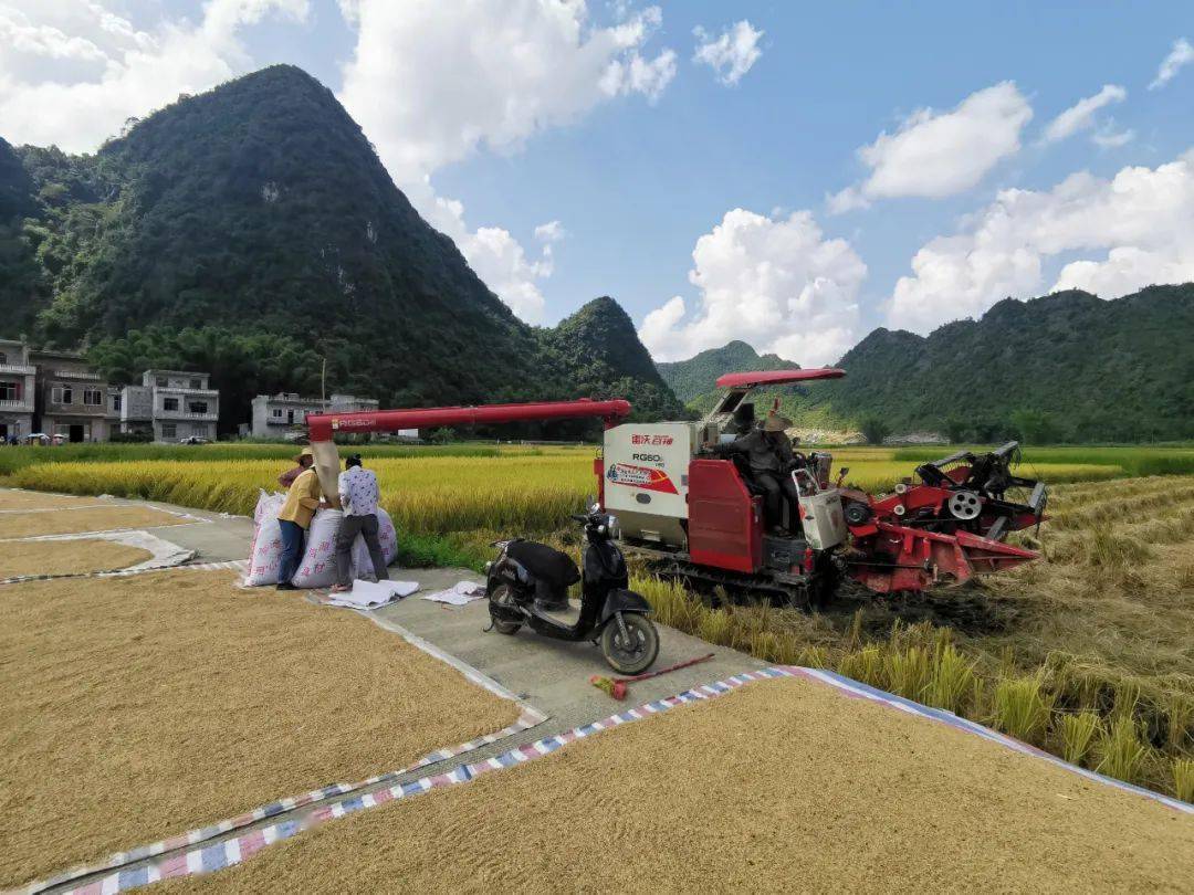 靖西市农机助农收割稻谷