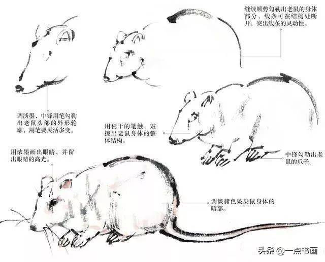 详细的画鼠步骤,一学就会_老鼠