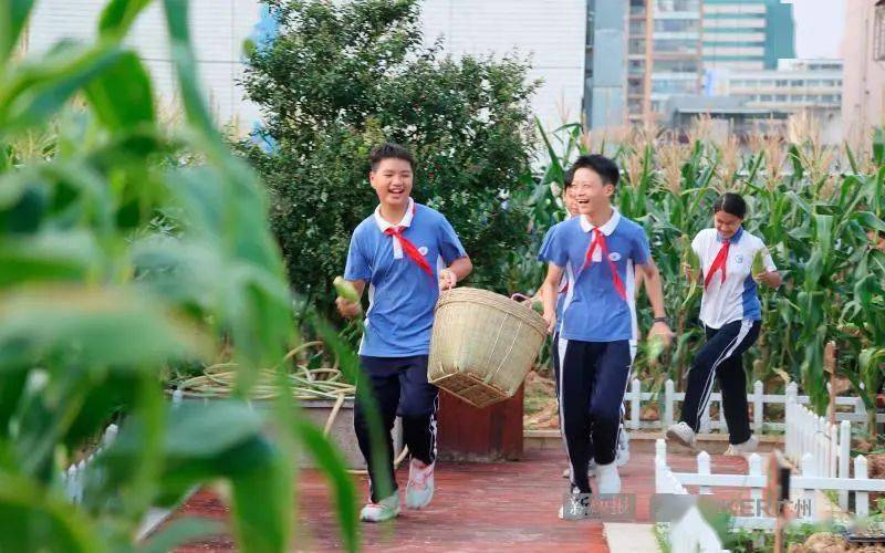 快来看!这所学校天台农场的玉米收获啦