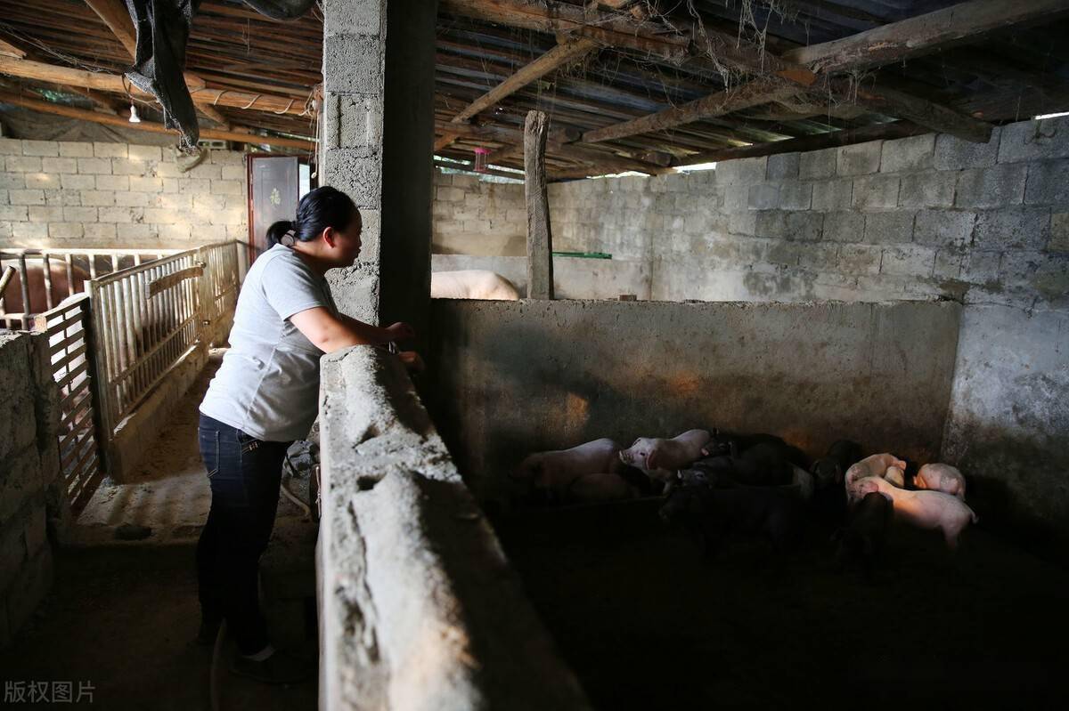 辽宁昌图农村一养猪户卖小猪4头100元太便宜了听卖猪人咋说