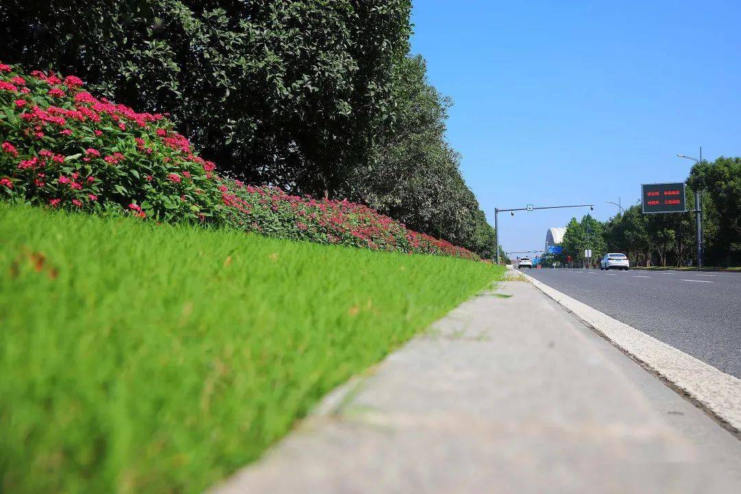 嘉兴最美的秋色,都挥洒在南湖大道上