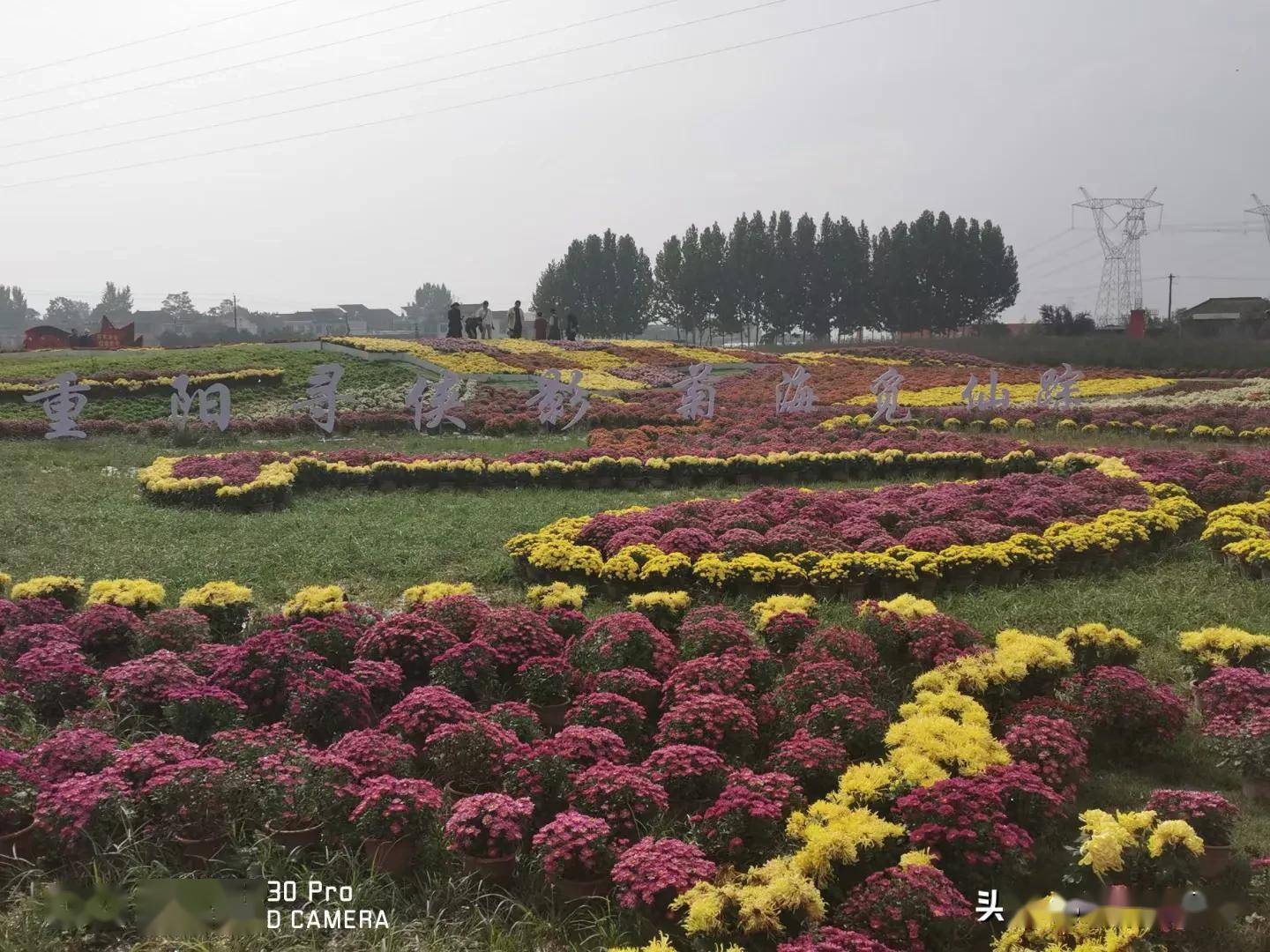 题辛丑国庆西安市鄠邑区祖庵街道重阳仙菊盛开楹联 图/渼陂巡湖人
