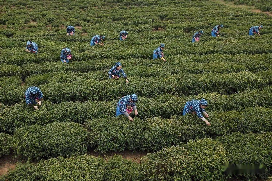 茶场建于1958年,是苏北地区规模最大的商品茶生产加工基地.