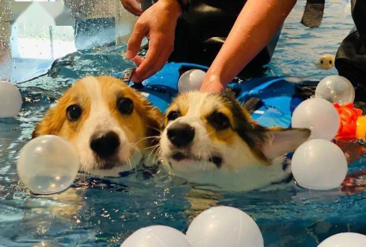 店员陪伴宠物狗游泳