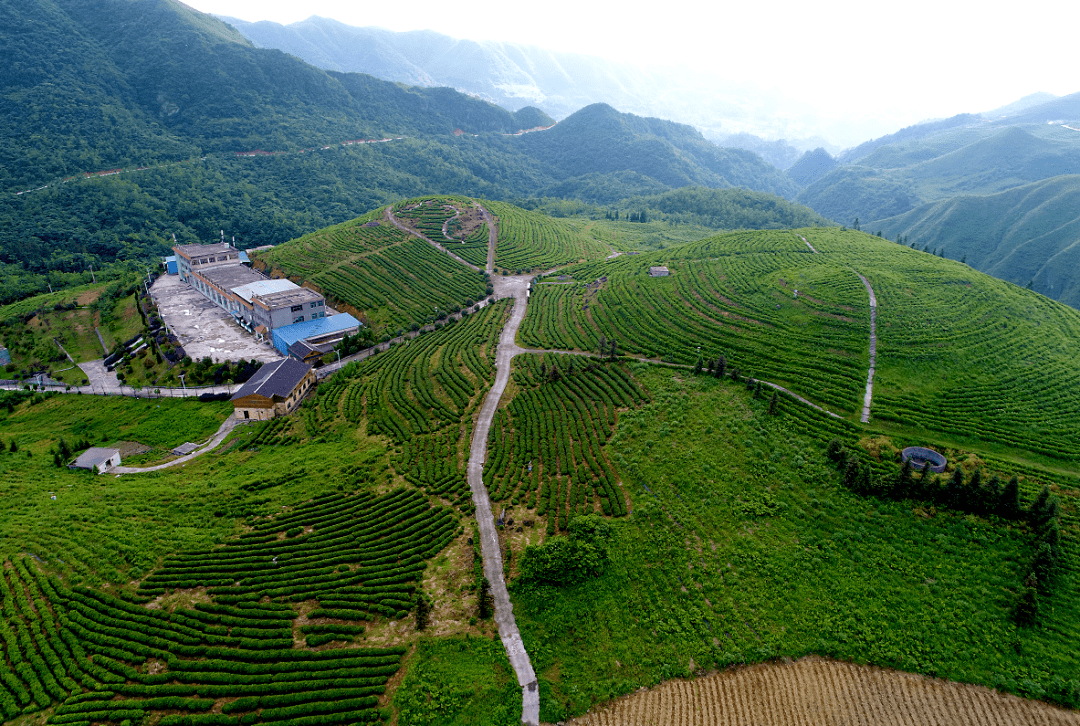 来自螺蛳壳核心产区的都匀毛尖甘醇鲜爽好喝