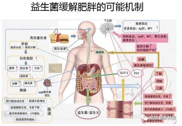 细菌在人体的分布图片