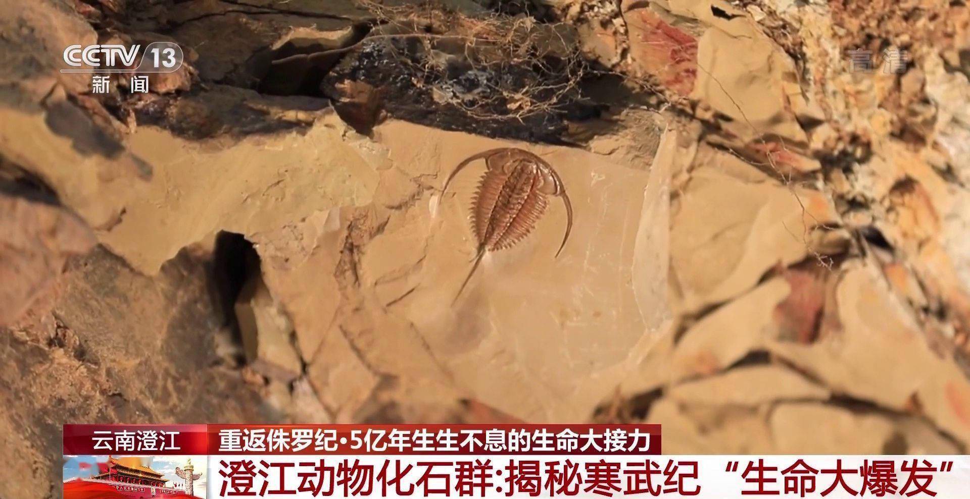 化石|云南禄丰恐龙科考“啃硬骨头”：恐龙化石如何修复？