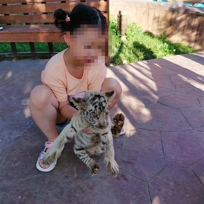 江苏南通一酒店入住可以随意撸老虎狮子，回应质疑：动物安全人也安全