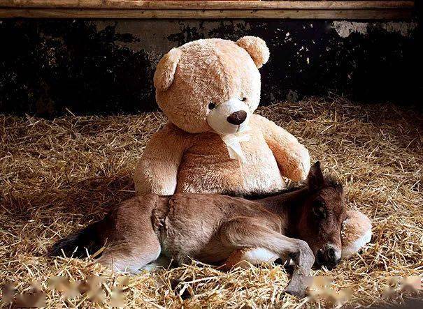 融化人心的宠物与玩偶拥抱照_动物