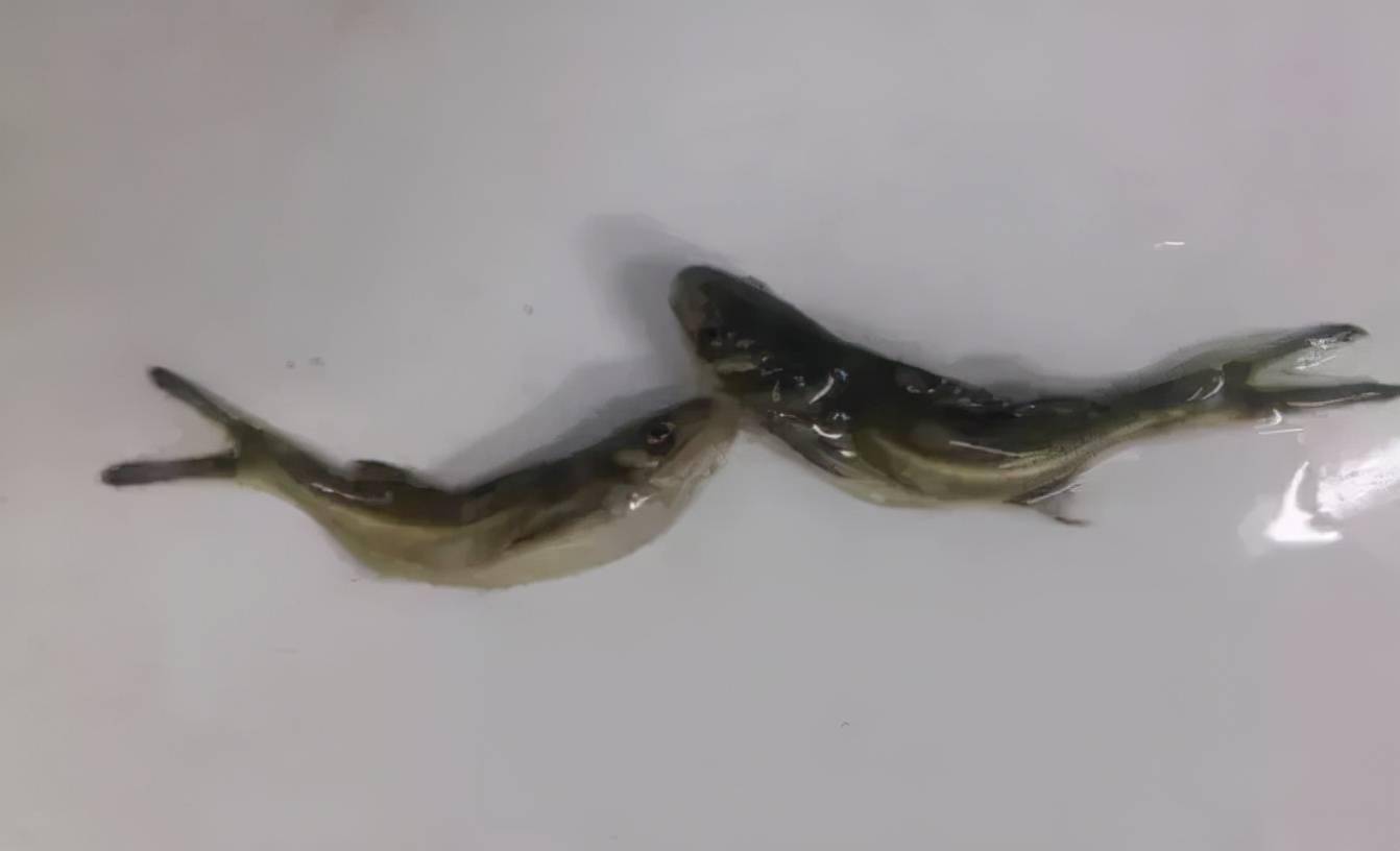 如何杀黄颡鱼 6aaed5f526074a31a8aa384408c64422.jpeg