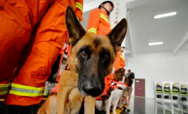 参与汶川地震救援的最后一只搜救犬冰洁离世