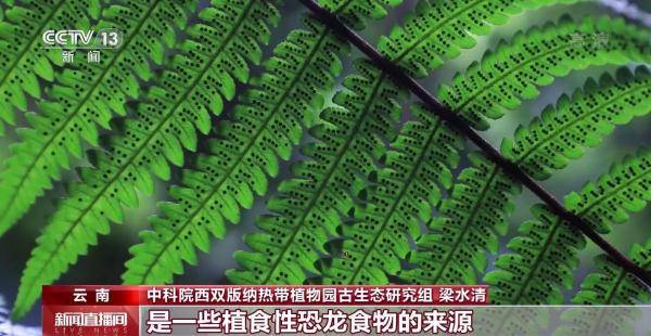 侏罗纪|云南禄丰恐龙科考工作进入“啃硬骨头”阶段 恐龙化石是如何修复的呢？