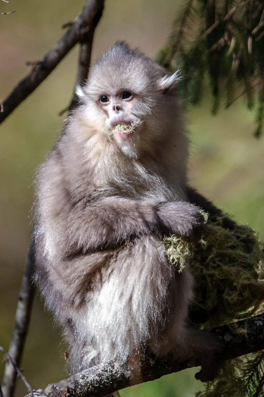 "雪山精灵"再"安居"